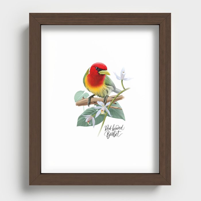 Tropical bird red-headed barbet Recessed Framed Print