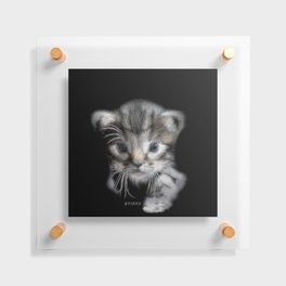 Spiked Grey Kitten Floating Acrylic Print