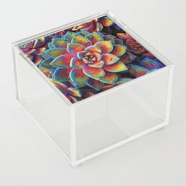 Hens and Chicks by CREYES Acrylic Box