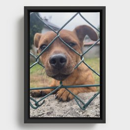 Dog - A friend Framed Canvas