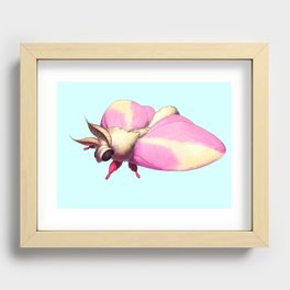 Rosy Maple Moth Recessed Framed Print
