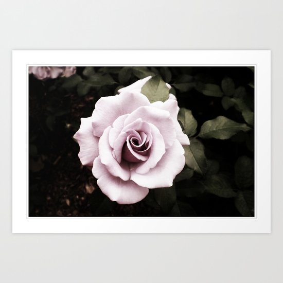 Rose Art Print