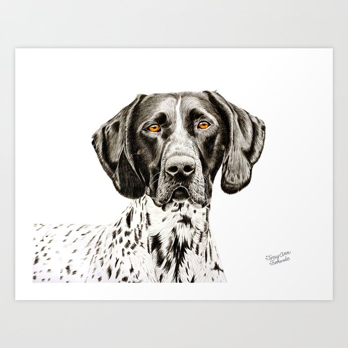 German Shorthaired Pointer Drawing Art Print