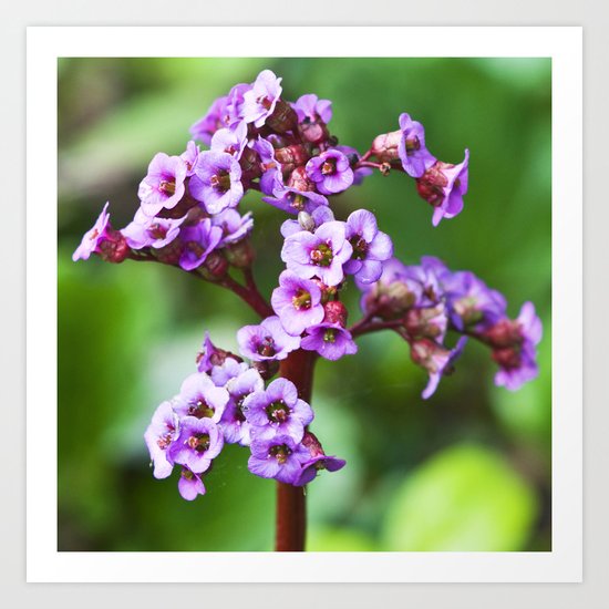MAGIC PINK BLOSSOMS Art Print