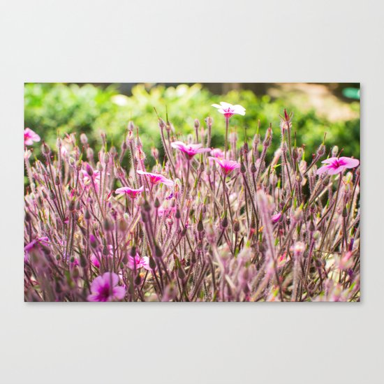 fleurs des champs 5 Canvas Print