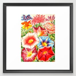 Colorful Japanese Morning Glory Flowers Framed Art Print