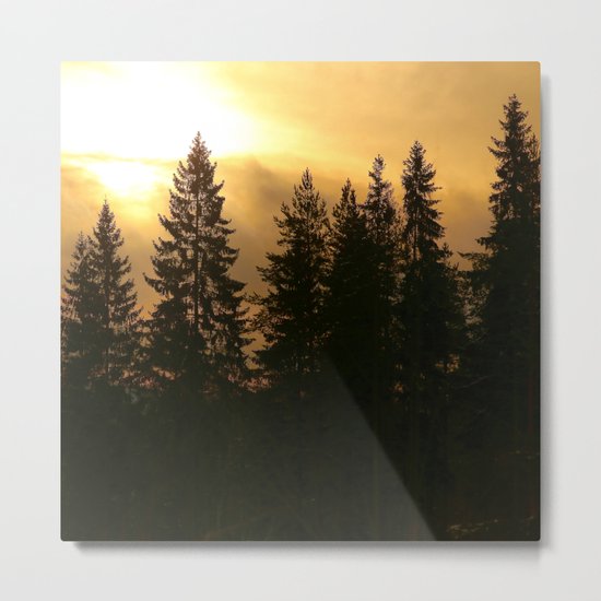 Forest At Morning Metal Print