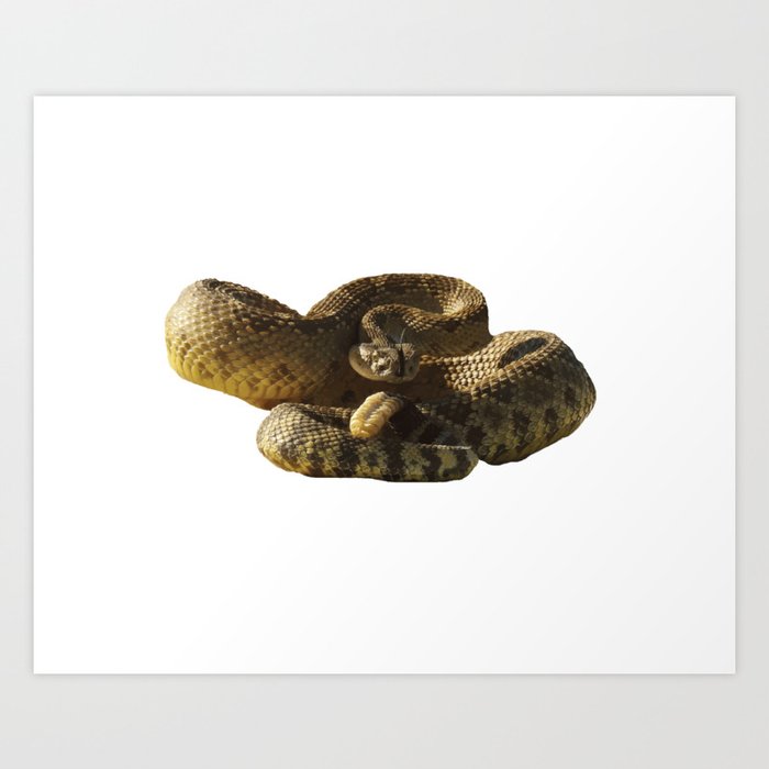 Rattlesnake Deadly Silence Art Print