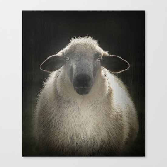 Sheep Canvas Print