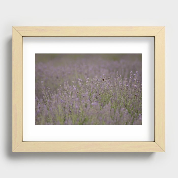 Bee In The Middle With Me Lavender Landscape Photograph Recessed Framed Print