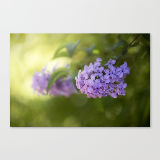 Lilac syringa in LOVE - Spring Tree Flower photography Canvas Print