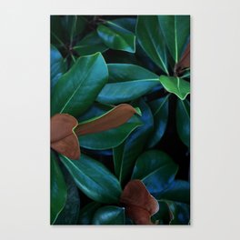 Magnolia Leaves Canvas Print