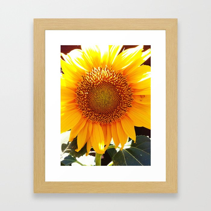 Sunflower Framed Art Print