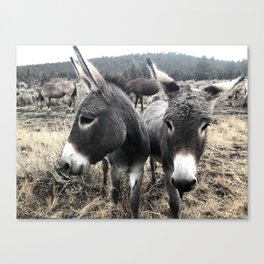 Wild Donkey Duo at Sunrise Canvas Print