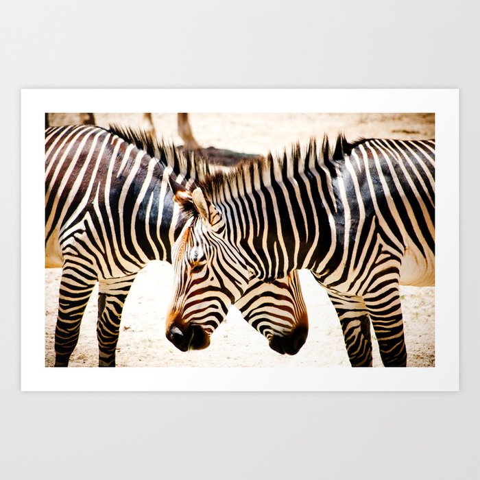 ZEBRAS Art Print