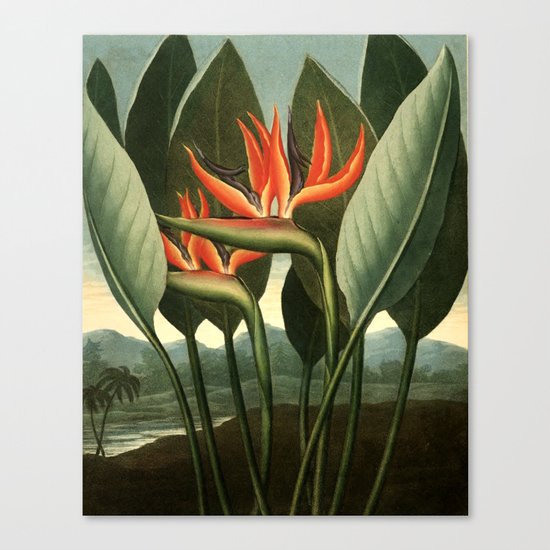 Birds of Paradise : Temple of Flora Canvas Print