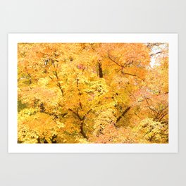 Golden Leaves of Fall Art Print