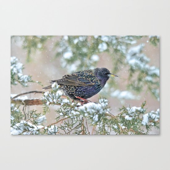 Mardi Gras Starling Canvas Print