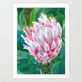 pink king protea Art Print