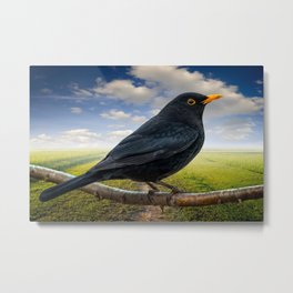 Mr Blackbird UK Metal Print | Uk, Turdusmerula, Bird, Digital Manipulation, Clouds, Feathers, Adrianevans, Digital, Color, Photo 
