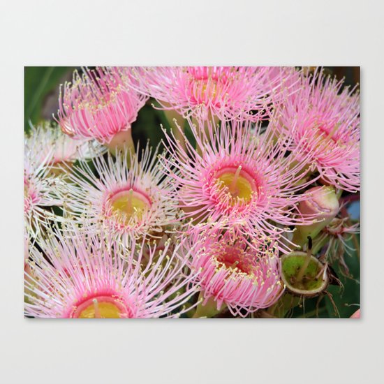 Pink Flowering Gum Canvas Print