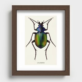 Calosoma Bug Recessed Framed Print