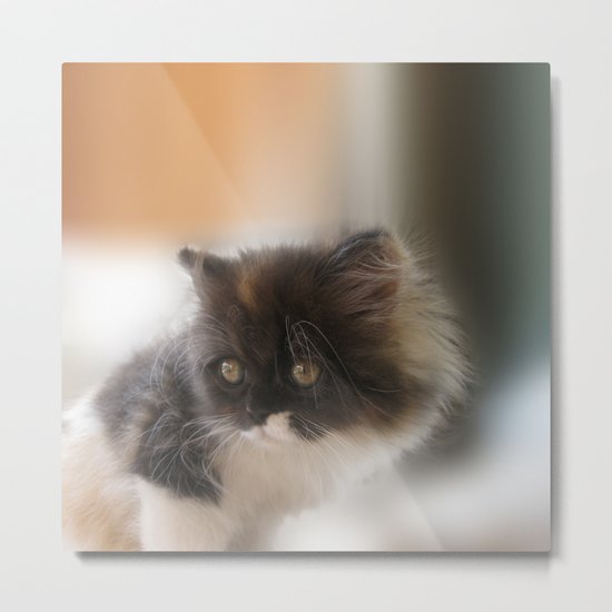 Nano Baby Kitten Metal Print