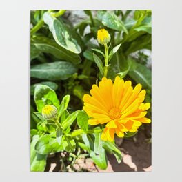 Yellow Golds Pot English Scott Marigold Orange Flower 1 - Calendula Officinalis Summer Pot Marigolds Poster