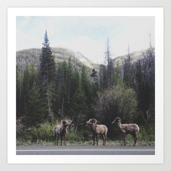 Bighorn Sheep Art Print