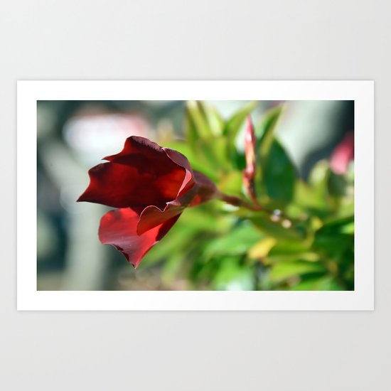 Red Beauty Art Print