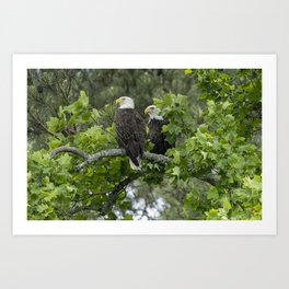Bald Eagle Pair in Spring Art Print