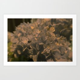 Hortensia Flower with Water Droplets Art Print