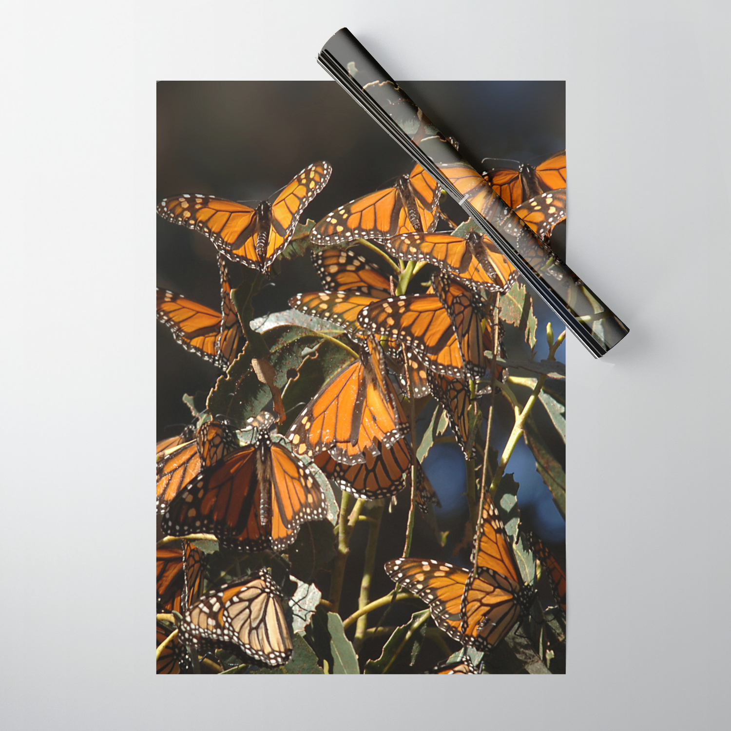 butterfly wrapping paper