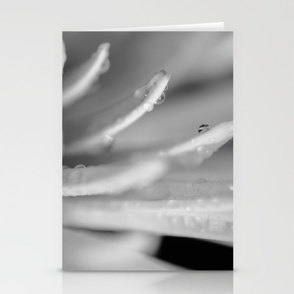 Droplets on Petals in Black and White Botanical / Nature / Floral Photograph Stationery Cards