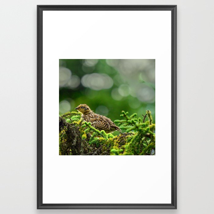 Baby Spruce Grouse Chick - Kenai Peninsula, Alaska Framed Art Print
