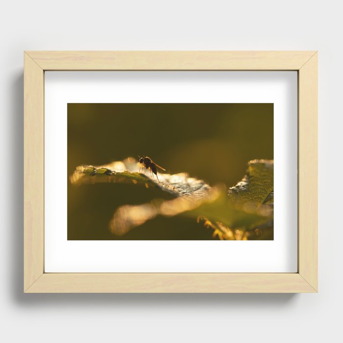 Little fly Recessed Framed Print