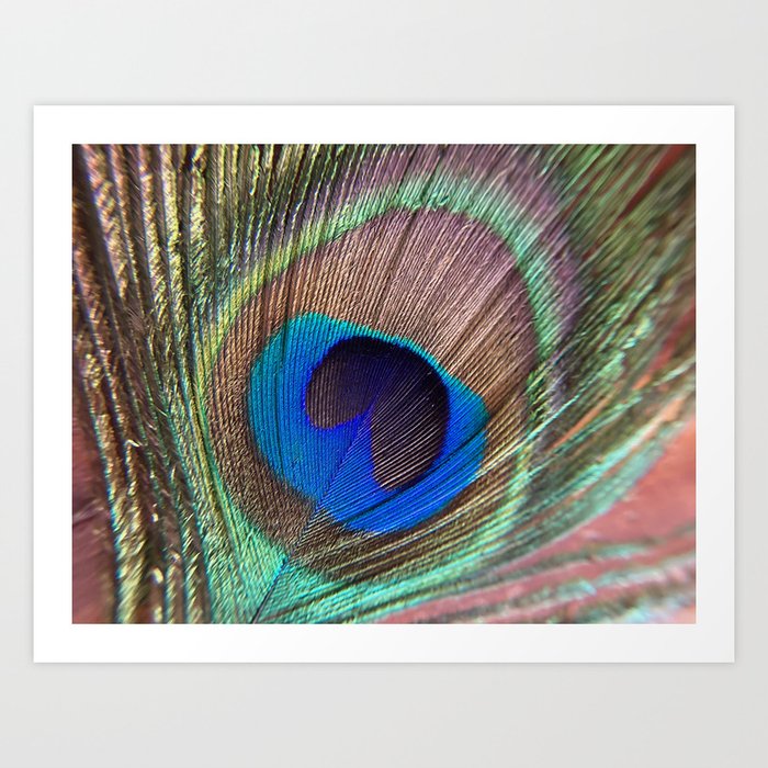 Peacock feather close up	 Art Print