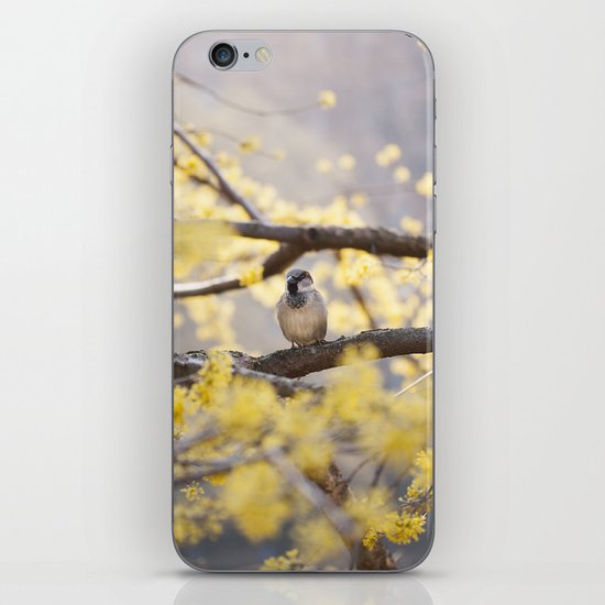 Spring Bird iPhone & iPod Skin