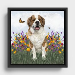 Spring time George the Saint Berner (Saint Bernard and Bernese Mountain dog cross) Framed Canvas
