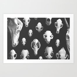 b+w skulls Art Print