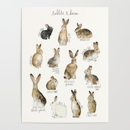 Rabbits & Hares Poster