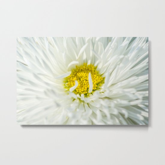 White English Daisy Flower Metal Print