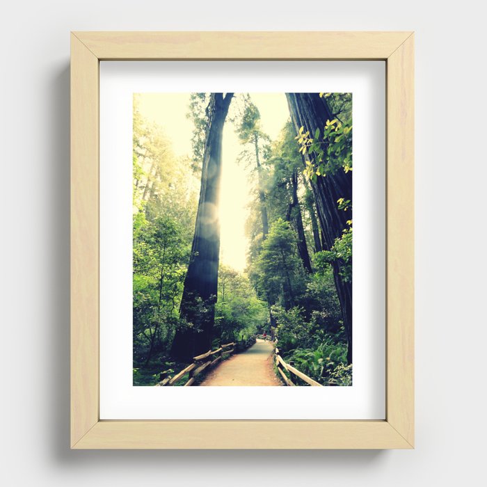 Muir Woods Path 2 Recessed Framed Print