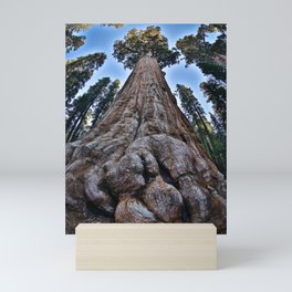 Redwood big; redwoods of California; John Muir woods giant trees nature landscape color photograph / photography Mini Art Print