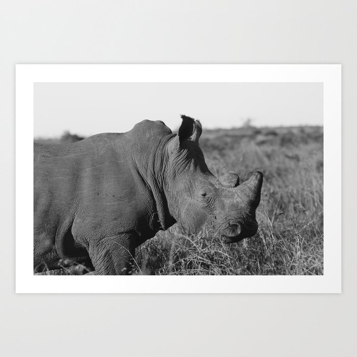 South African Rhino - B&W Art Print