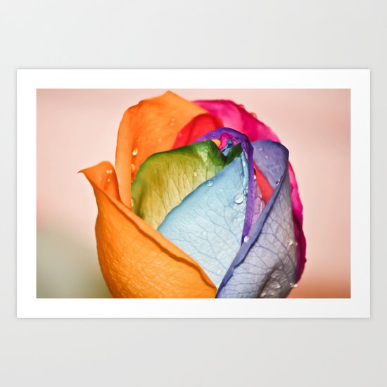 The Rainbow Rose Art Print