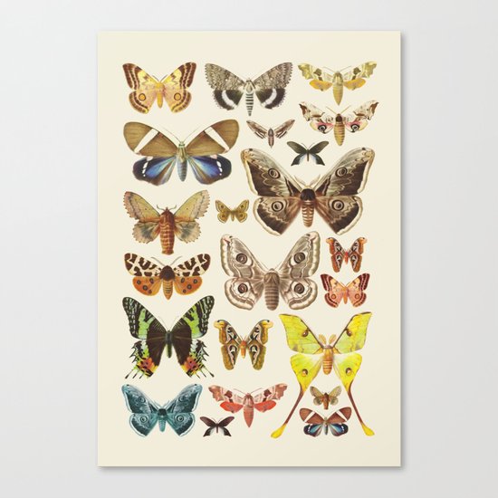Collection Canvas Print