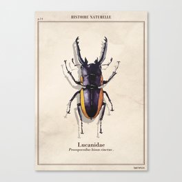 Beetle entomology Canvas Print