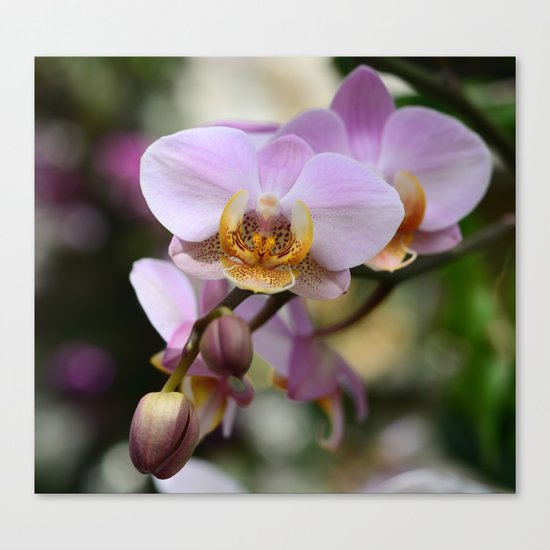 Orchids Canvas Print