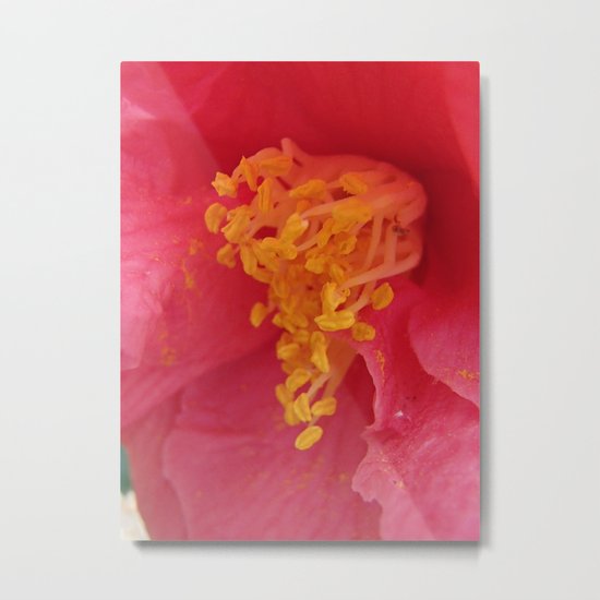 Camellia Metal Print